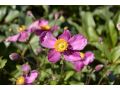 Anemone 