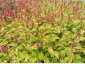 Persicaria amplexicaulis 