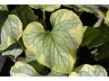 Brunnera macrophylla 