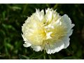 Paeonia lactiflora 