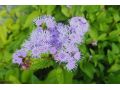 Eupatorium ( syn. Conoclinium ) coelestinum - sadec