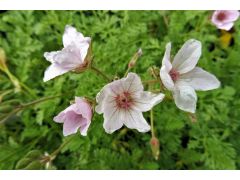 Erodium amanum - pumpava značka zahradnictví