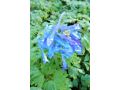 Corydalis 