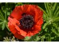 Papaver orientale 
