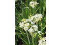 Allium tuberosum 