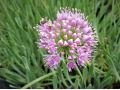 Allium 