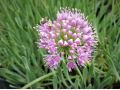 Allium 