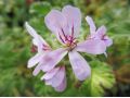 Pelargonium chamaedryfolium - pelargonie, muškát