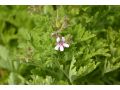 Pelargonium capitatum 