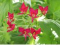 Pelargonium carnosum x fulgidum - pelargonie, muškát