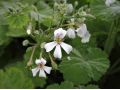 Pelargonium alchemilloides - pelargonie, muškát