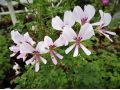 Pelargonium 