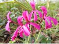 Pelargonium sidoides var. sidaefolium - pelargonie, muškát