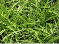 Carex morrowii 