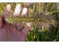 Pennisetum alopecuroides 