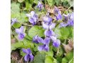 Viola odorata - violka, fialka vonná, přírodní forma