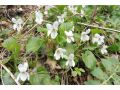Viola odorata 