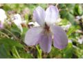 Viola odorata 