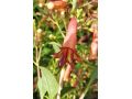 Phygelius 