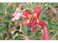 Phygelius x rectus 