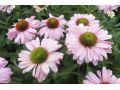 Echinacea  
