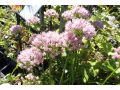 Allium x senescens 