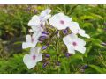 Phlox paniculata 