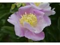 Paeonia lactiflora 