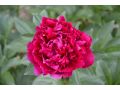 Paeonia lactiflora 