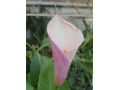 Zantedeschia aethiopica 