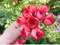 Pelargonium zonale 