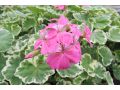 Pelargonium zonale 