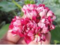 Pelargonium 