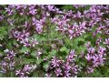 Pelargonium aspedifolium - muškát