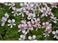 Pelargonium 