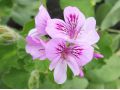 Pelargonium 