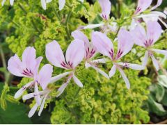Pelargonium 