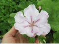 Pelargonium 