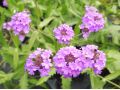 Verbena rigida 