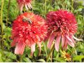 Echinacea 