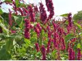 Persicaria orientalis - rdesno východní, Kiss Me Over the Garden Gate