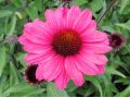 Echinacea 