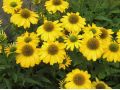 Echinacea 