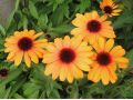 Echinacea 