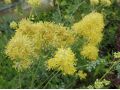 Thalictrum sphaerostachyum - žluťucha