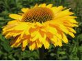 Echinacea 
