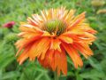 Echinacea 