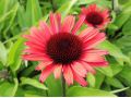 Echinacea 