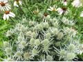 Eryngium planum 