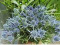 Eryngium planum 